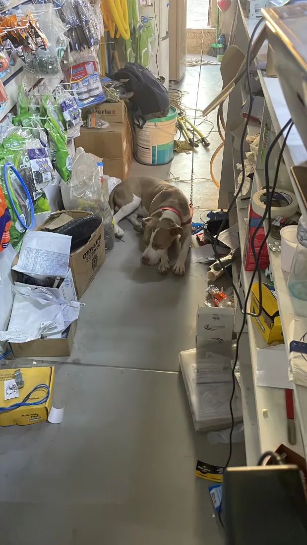 Cachorro raça Pit-Bull idade 3 anos nome Hulk 