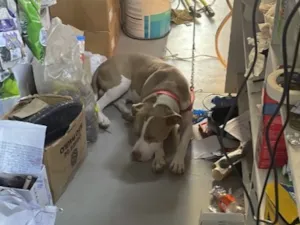 Cachorro raça Pit-Bull idade 3 anos nome Hulk 