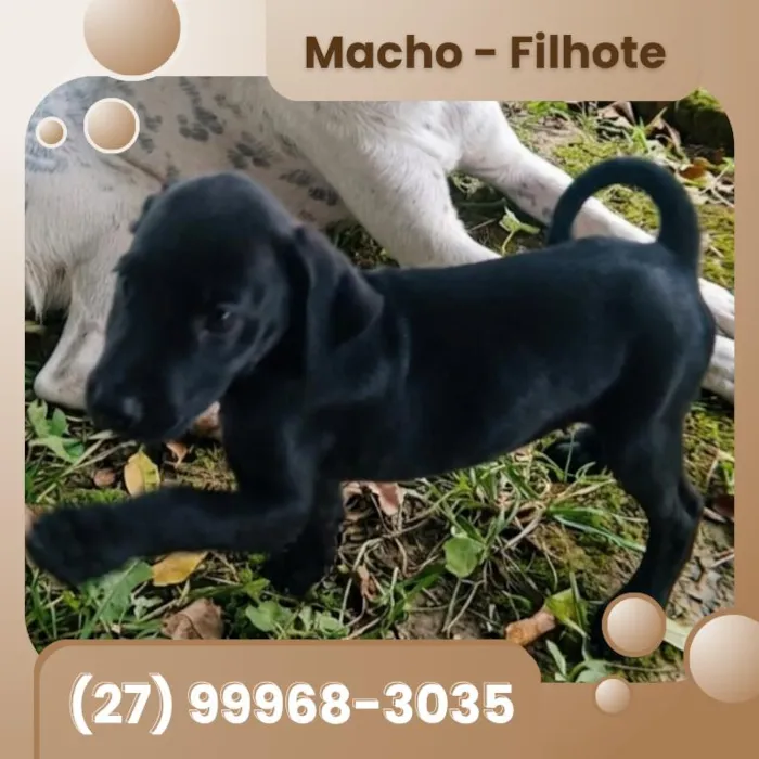 Cachorro raça SRD-ViraLata idade 2 a 6 meses nome Sem nome