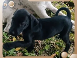 Cachorro raça SRD-ViraLata idade 2 a 6 meses nome Sem nome
