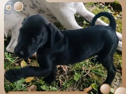 Cachorro raça SRD-ViraLata idade 2 a 6 meses nome Sem nome