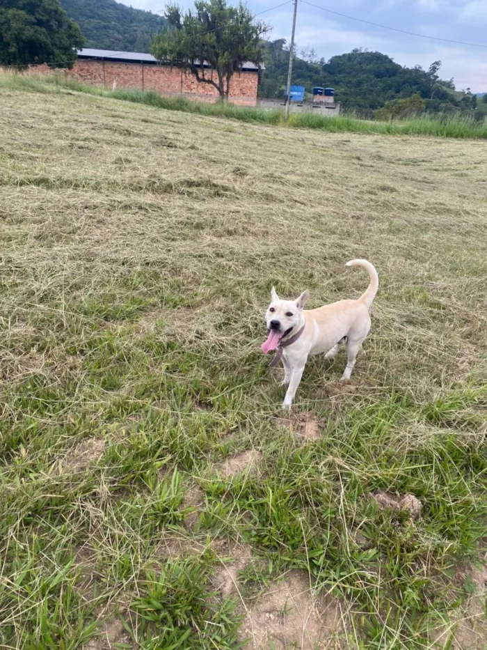 Cachorro raça SRD-ViraLata idade 2 anos nome Athena 