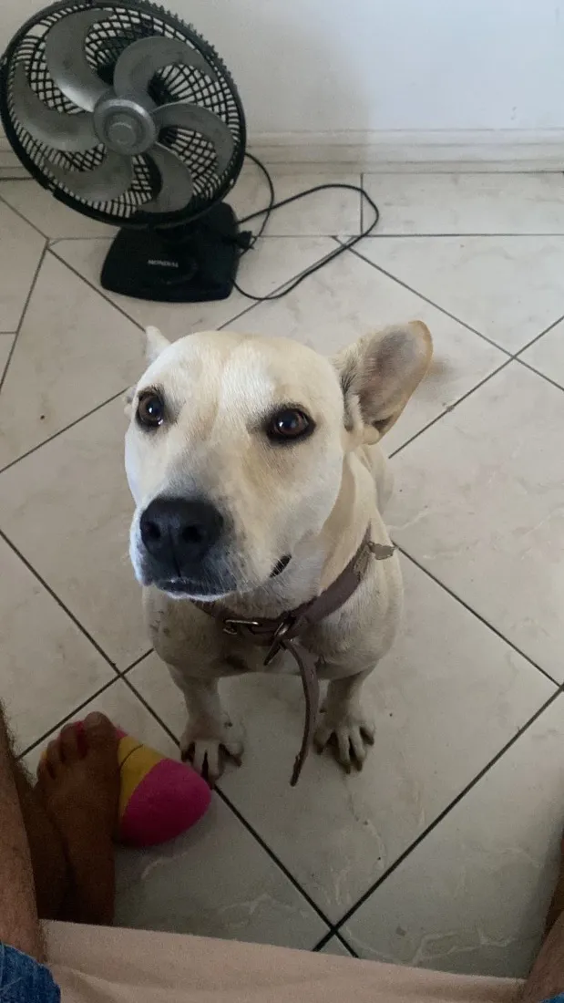 Cachorro raça SRD-ViraLata idade 2 anos nome Athena 