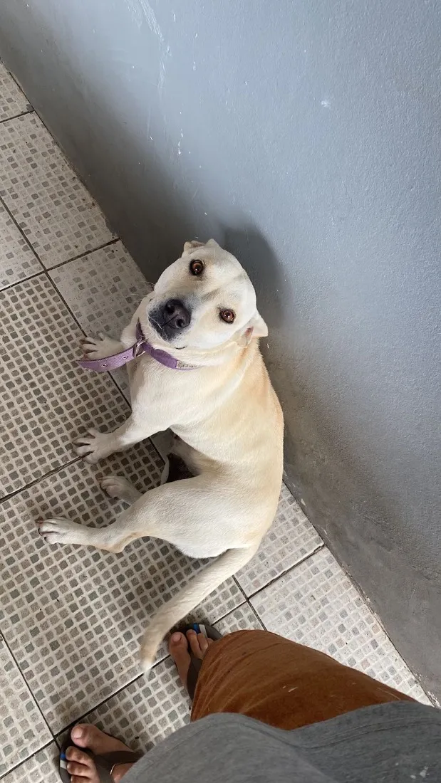 Cachorro raça SRD-ViraLata idade 2 anos nome Athena 
