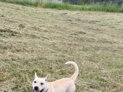 Cachorro raça SRD-ViraLata idade 2 anos nome Athena 