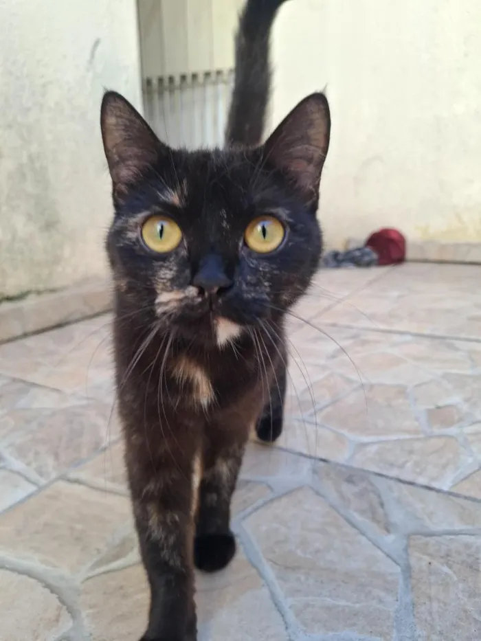 Gato raça SRD-ViraLata idade 1 ano nome pretinha