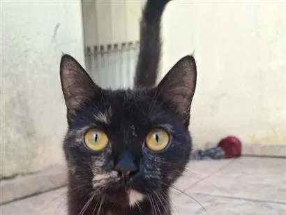 Gato raça SRD-ViraLata idade 1 ano nome pretinha