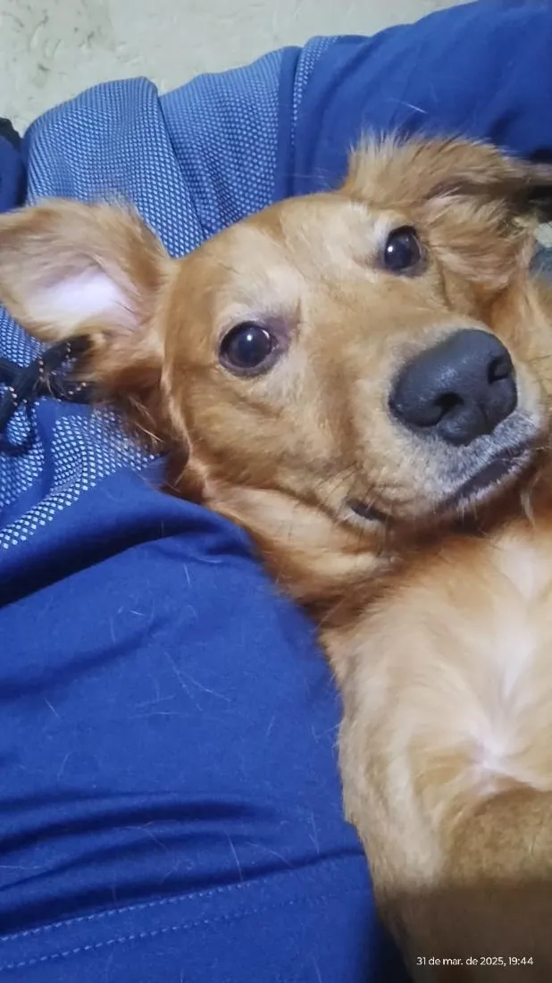 Cachorro raça SRD-ViraLata idade 6 ou mais anos nome Max