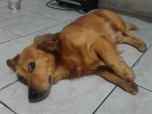 Cachorro raça SRD-ViraLata idade 6 ou mais anos nome Max