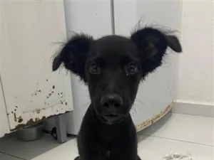 Cachorro raça SRD-ViraLata idade 2 a 6 meses nome Romeo