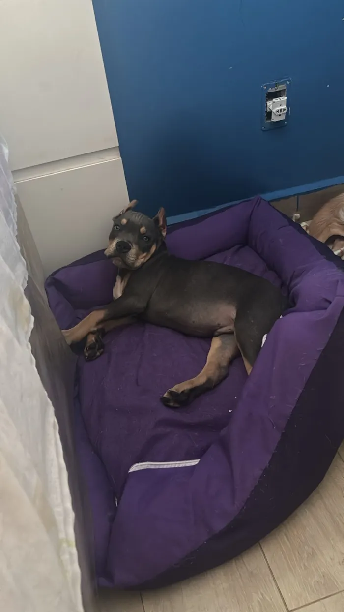 Cachorro raça Pit-Bull idade 2 a 6 meses nome Boeing