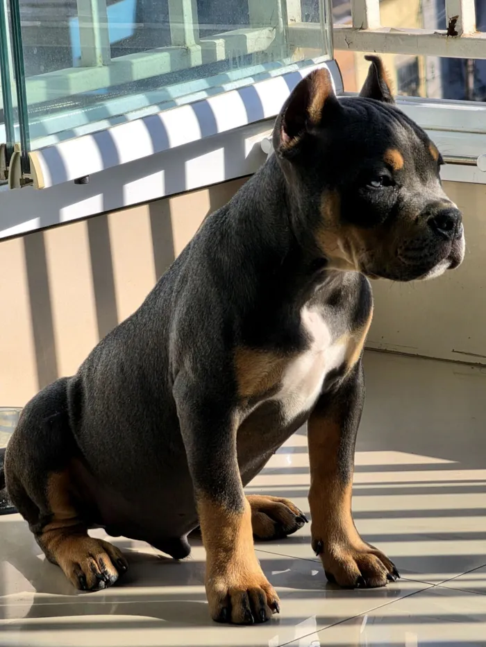Cachorro raça Pit-Bull idade 2 a 6 meses nome Boeing
