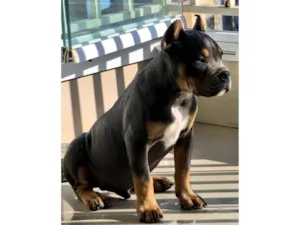 Cachorro raça Pit-Bull idade 2 a 6 meses nome Boeing