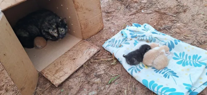 Gato raça Angorá idade Abaixo de 2 meses nome gat6