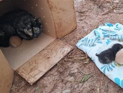 Gato raça Angorá idade Abaixo de 2 meses nome gat6
