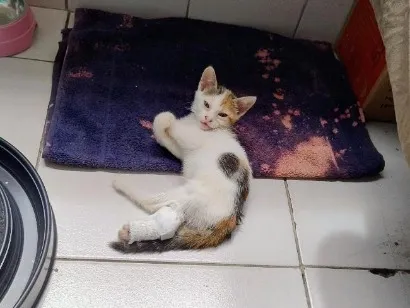 Gato raça SRD-ViraLata idade 2 a 6 meses nome Roly