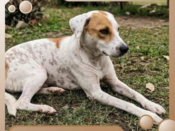 Cachorro raça SRD-ViraLata idade 2 anos nome Branquela