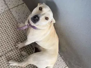 Cachorro raça SRD-ViraLata idade 2 anos nome Athena 