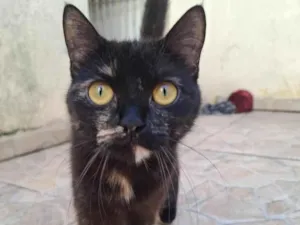 Gato raça SRD-ViraLata idade 1 ano nome pretinha
