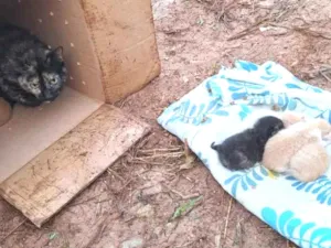 Gato raça Angorá idade Abaixo de 2 meses nome gat6