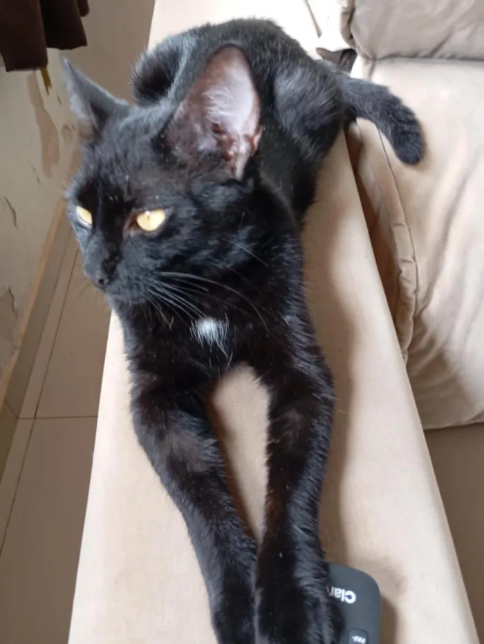 Gato raça SRD-ViraLata idade 2 anos nome pipoca 