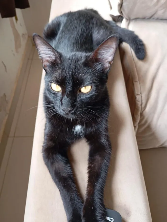 Gato raça SRD-ViraLata idade 2 anos nome pipoca 