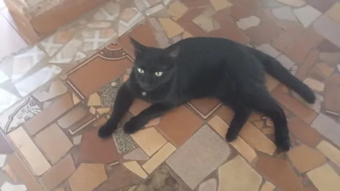 Gato raça SRD-ViraLata idade 2 anos nome pipoca 