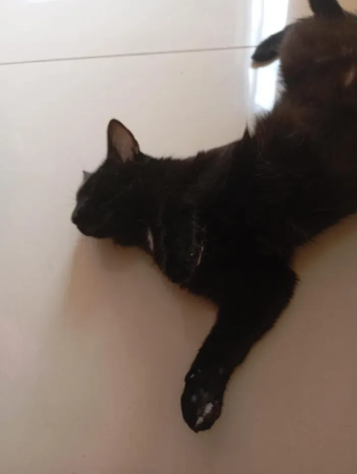 Gato raça SRD-ViraLata idade 2 anos nome pipoca 