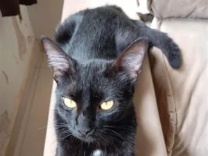 Gato raça SRD-ViraLata idade 2 anos nome pipoca 