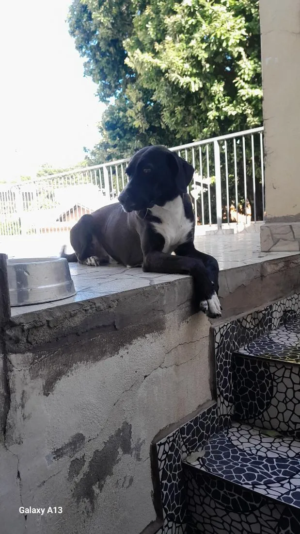 Cachorro raça SRD-ViraLata idade 2 anos nome Mike