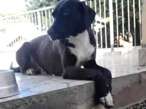 Cachorro raça SRD-ViraLata idade 2 anos nome Mike
