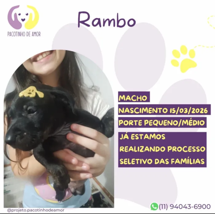 Cachorro raça SRD-ViraLata idade 2 a 6 meses nome Rambo