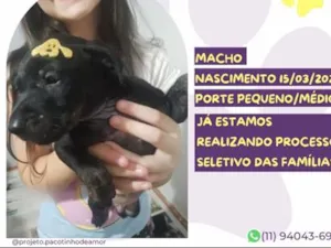 Cachorro raça SRD-ViraLata idade 2 a 6 meses nome Rambo