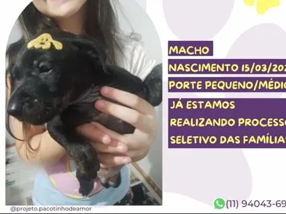 Cachorro raça SRD-ViraLata idade 2 a 6 meses nome Rambo