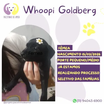Cachorro raça SRD-ViraLata idade 7 a 11 meses nome Whoopi Goldberg