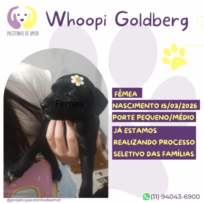 Cachorro raça SRD-ViraLata idade 7 a 11 meses nome Whoopi Goldberg