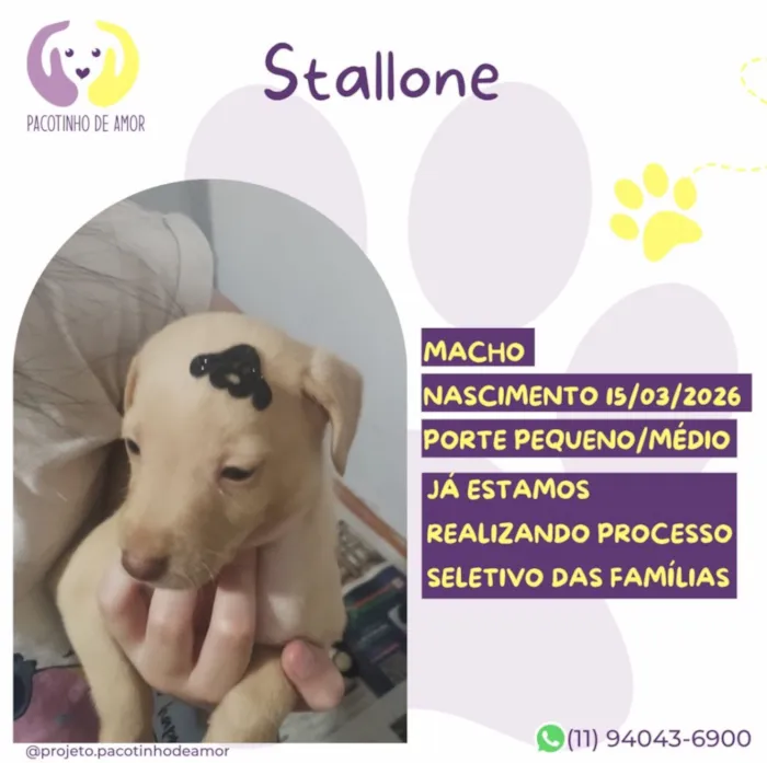 Cachorro raça SRD-ViraLata idade Abaixo de 2 meses nome Stallone