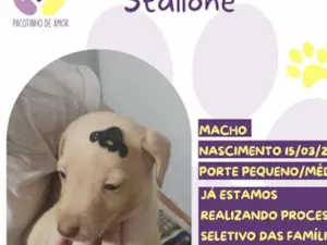 Cachorro raça SRD-ViraLata idade Abaixo de 2 meses nome Stallone