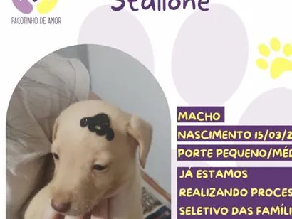 Cachorro raça SRD-ViraLata idade Abaixo de 2 meses nome Stallone