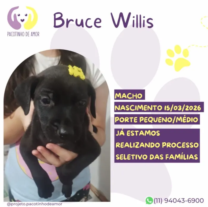 Cachorro raça SRD-ViraLata idade Abaixo de 2 meses nome Bruce Willis
