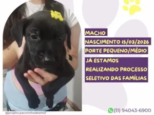 Cachorro raça SRD-ViraLata idade Abaixo de 2 meses nome Bruce Willis