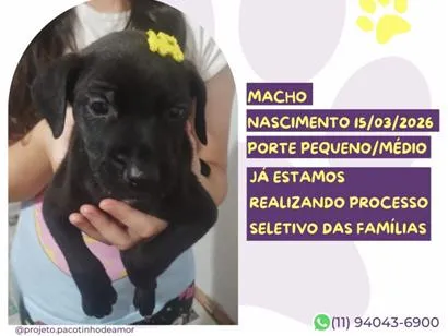 Cachorro raça SRD-ViraLata idade Abaixo de 2 meses nome Bruce Willis