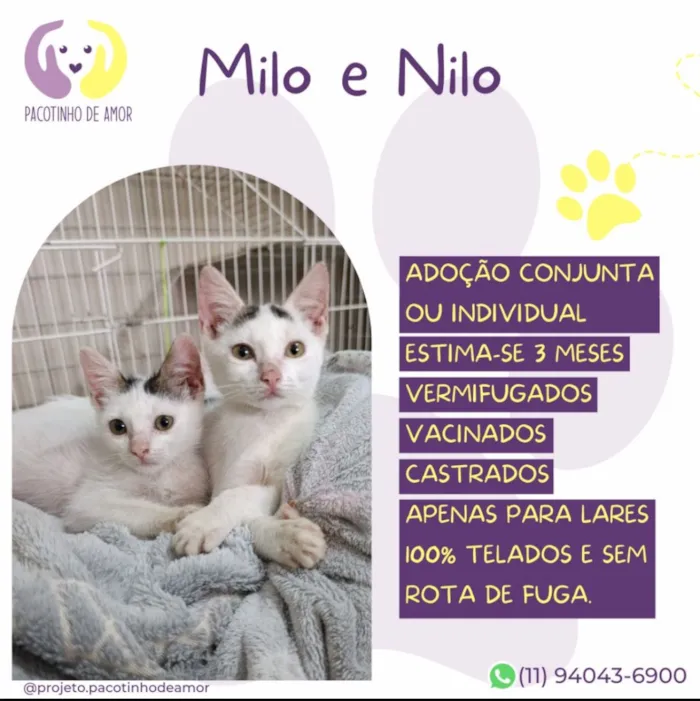 Gato raça SRD-ViraLata idade 7 a 11 meses nome Milo e Nilo