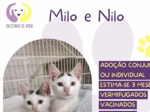 Gato raça SRD-ViraLata idade 7 a 11 meses nome Milo e Nilo