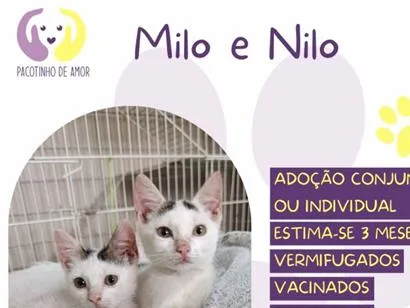 Gato raça SRD-ViraLata idade 7 a 11 meses nome Milo e Nilo