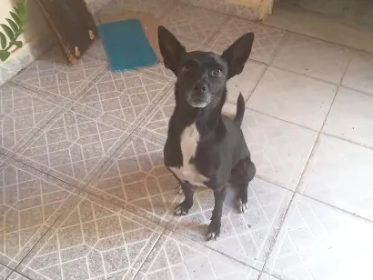 Cachorro raça SRD-ViraLata idade 4 anos nome Pretinha