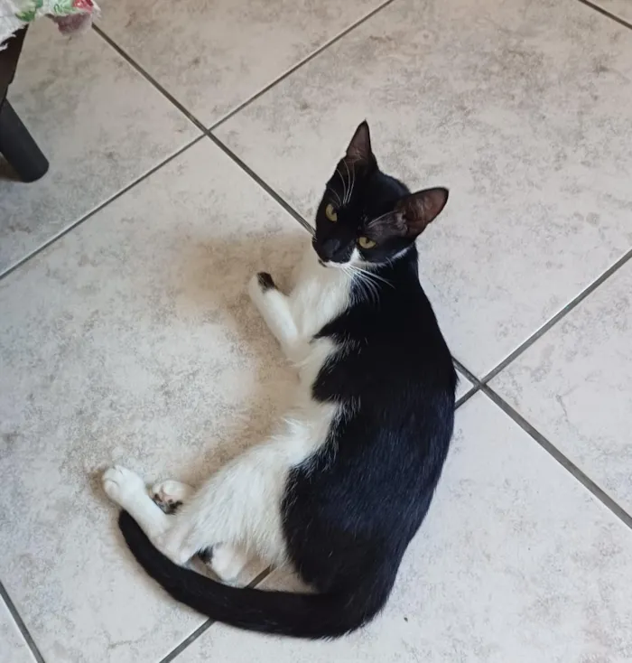 Gato raça SRD-ViraLata idade 7 a 11 meses nome Loreta