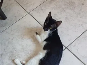 Gato raça SRD-ViraLata idade 7 a 11 meses nome Loreta