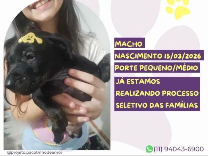 Cachorro raça SRD-ViraLata idade 2 a 6 meses nome Rambo