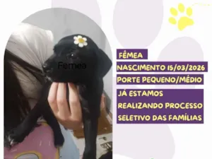 Cachorro raça SRD-ViraLata idade 7 a 11 meses nome Whoopi Goldberg